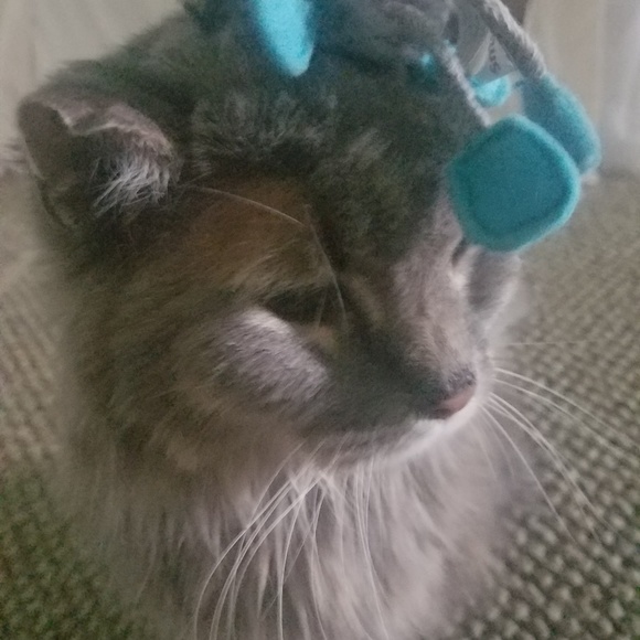 Meet your Posher, Sheree' - Picture 1 of 1